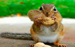 6 cosas curiosas del mundo animal que seguro te sorprenderán