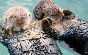 6 cosas curiosas del mundo animal que seguro te sorprenderán