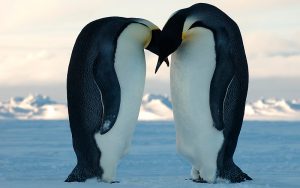 6 cosas curiosas del mundo animal que seguro te sorprenderán