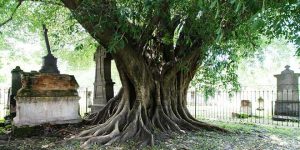 La escalofriante leyenda del Árbol del Vampiro