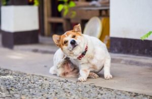 ¡Cuidado! Tu perro puede contagiarte estas enfermedades