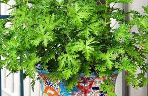 Planta Mosquitos 6