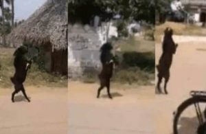 Cabra caminando en dos patas