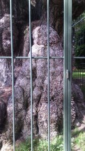 La leyenda de Francisquito, el niño del árbol