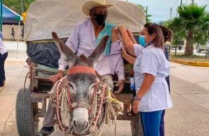 #Viral: Abuelito llega en su carreta jalada por un burro a ponerse la vacuna anticovid 