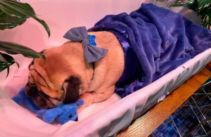 Con elegante funeral, dueño despide a su perrito "Dexter"