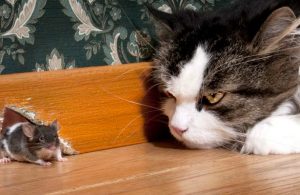 Liberan mil gatos salvajes en Chicago para combatir plaga de ratas en sus calles
