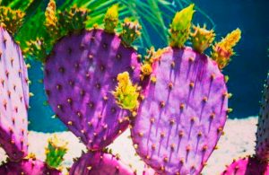 Nopales se tornan morados, como resultado del cambio climático y la sequía