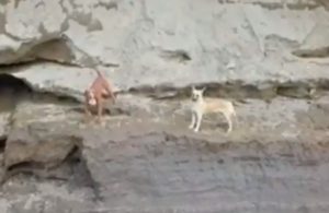 Equipos de emergencia inician rescate de perritos que cayeron en socavón
