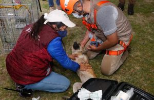 Spike, perrito rescatado del socavón de Puebla, será puesto en adopción