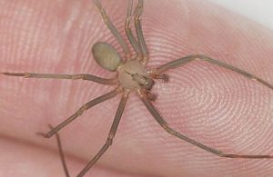 Muere hombre que fue mordido por una araña violinista