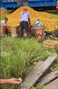 En pleno acto de rapiña, pequeño decide comprar naranjas a trailero afectado