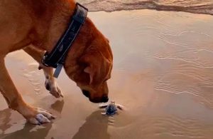 Solovino, el perrito que cuida a las tortugas bebés en Tamaulipas 