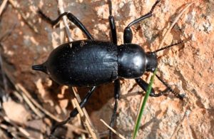 Plaga de "bichos miones" invade municipio de Sinaloa