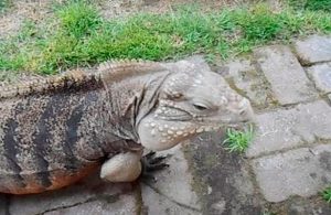 Iguana se viraliza en redes por la singular forma cómo recibe a su dueño