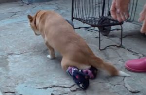 Abuelita rescata a perrito que fue abandonado en un basurero por no poder mover sus patas traseras