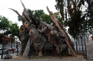 Estación de Metro Zócalo cambia de nombre a partir del 13 de agosto
