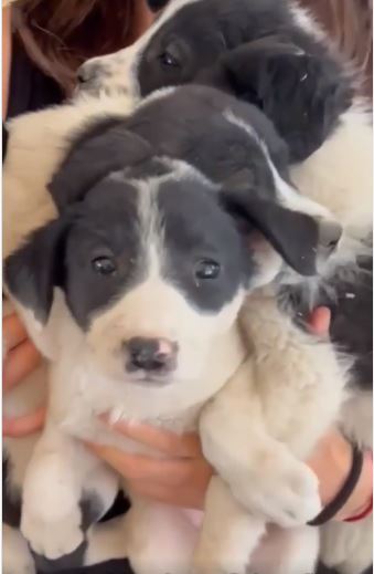 ¡No se vale! Critican a Eugenio Derbez por ayudar a perritos callejeros