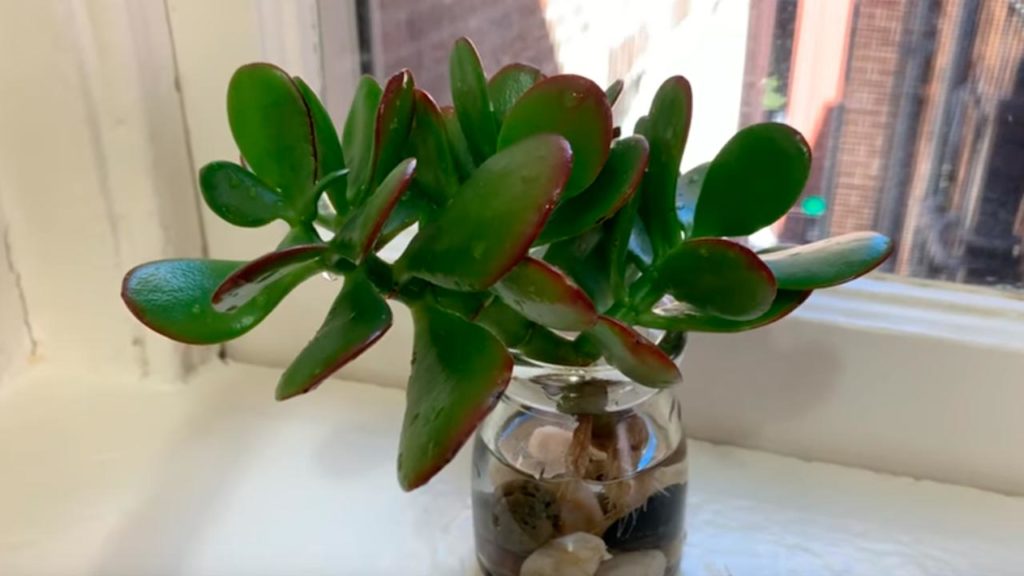 Árbol de la abundancia: ¿Cómo reproducirlo en agua?