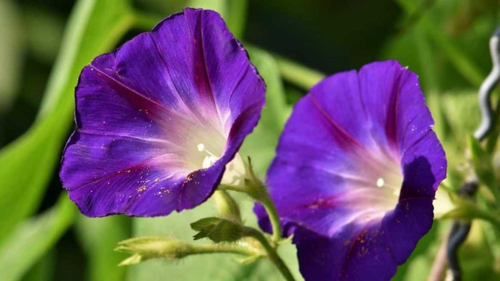 ¡Cuidado! Estas son las plantas que podrían matar a tu perrito debido a su toxicidad