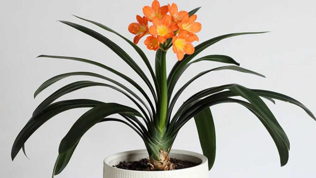 ¡Cuidado! Estas son las plantas que podrían matar a tu perrito debido a su toxicidad