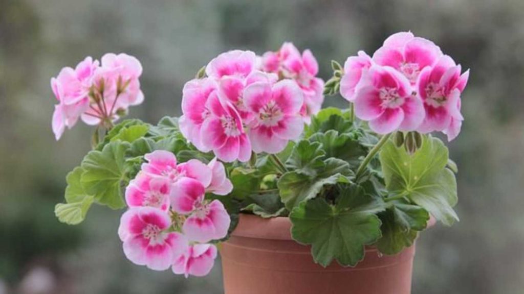 ¡Cuidado! Estas son las plantas que podrían matar a tu perrito debido a su toxicidad