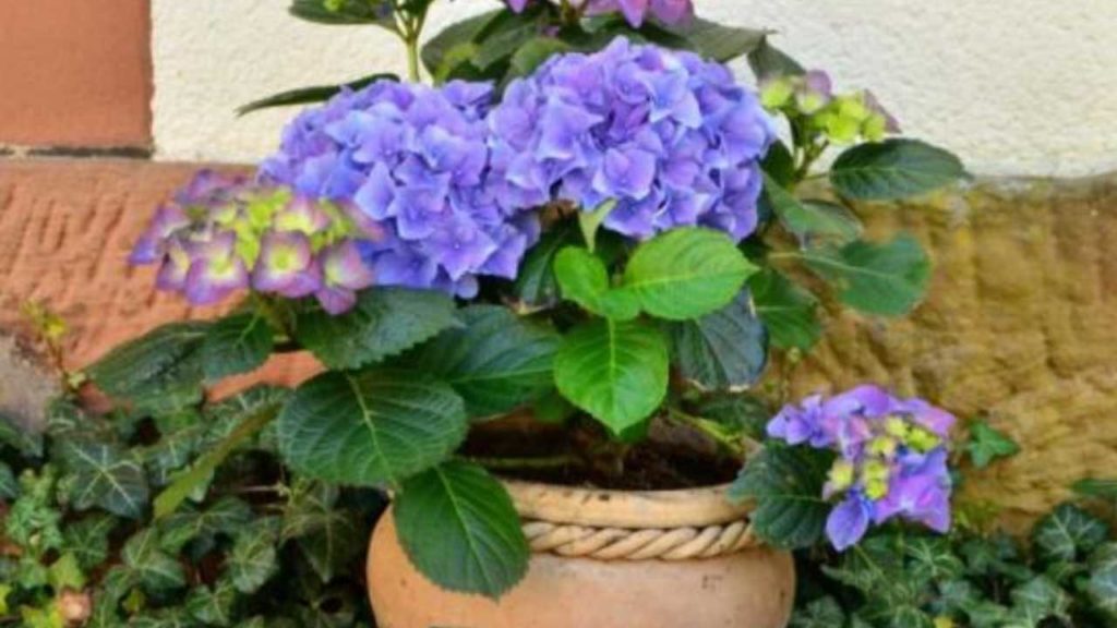 ¡Cuidado! Estas son las plantas que podrían matar a tu perrito debido a su toxicidad