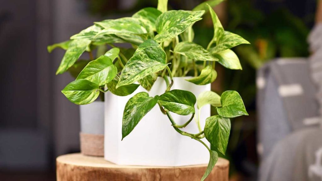 ¡Cuidado! Estas son las plantas que podrían matar a tu perrito debido a su toxicidad
